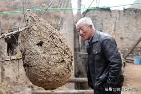 山西农民大叔得到1个硕大野蜂巢，2000元不卖成废品，啥样子图片