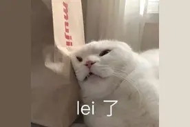 这只吃猪奶长大的猫，坚定不移的相信自己就是头猪.....图片