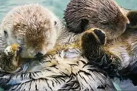 30个关于动物的冷知识（3） 看看有几个你是不知道的图片