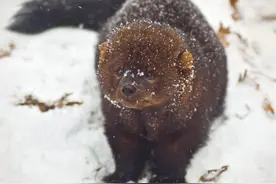 渔貂现身黄石公园，捕捉加拿大猞猁与豪猪当食物，却敌不过短尾猫图片
