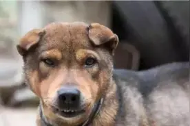 八十年代的打狗运动图片