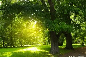 嫁给大叔，婚后真的会幸福吗？3个年轻女孩说话很直接，却很现实图片