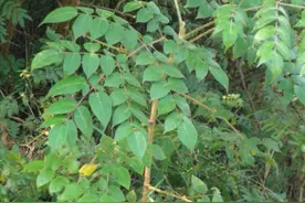俗称“百鸟不落”指的是哪种植物？图片
