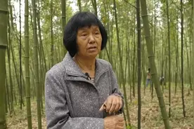 25元一斤比肉还贵！浙江大姐给雷竹“盖棉被”，让竹笋价格翻倍图片
