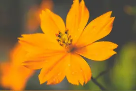 真心相爱的两个人，即使断联，还会在一起图片