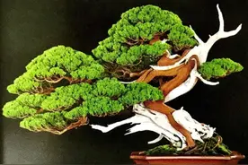 盆景养护成功的秘诀，结合实际情况，做正确的事儿图片