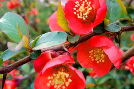 其他海棠花靠边站，我见过最美的海棠花，人称“红宝石”图片