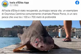 国外码头发现一只长着猪脸的鲨鱼，身材短胖，竟然还是濒危物种图片