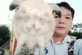 放夜钓第二天钓到一只大甲鱼，甲鱼死了是怎么回事？图片