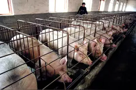 柴胡——解决夏季猪场母猪问题的“神药”，你知道怎么用吗？图片