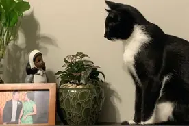 小猫丢失记，一场潜意识导演的戏图片