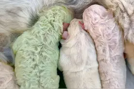 狗狗生下了5只狗崽，却有一只是绿色的，兽医：多洗澡就好了图片