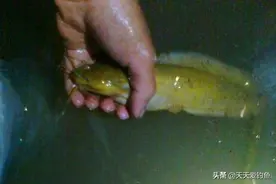 民间野钓狠招数：夏季插杆夜钓鲶鱼技巧，这是最简单的鲶鱼钓法图片