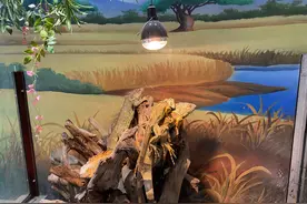 寒潮来袭，石家庄动物园的动物如何过冬？图片