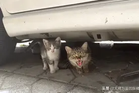 受伤母猫不忘恩情，躲在恩人的车下多日，一心守护4只小猫不让碰图片