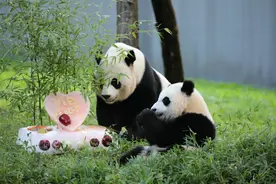 旅美熊猫“小奇迹”一周岁，驻美大使秦刚送生日祝福图片