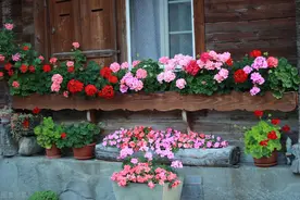 农村老话“五种花草门前种，财富到家不是梦”，是哪五种？在理吗图片