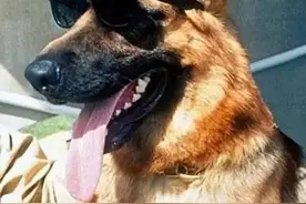 坐拥24亿财产，开着迈巴赫出行：世界上最有钱的狗，有多拉风？图片