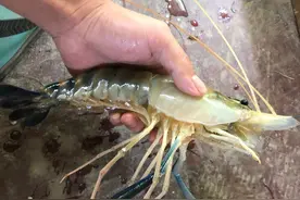 又一外来虾现身野外，最大40厘米，一斤重，会像小龙虾一样泛滥吗图片