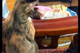 猫咪看着主人的孩子，满满都是自己以前模样，猫：生来就和我争宠图片