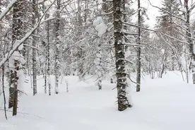老狼搭肩，莫回头图片