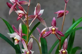 “春不出，夏不晒，秋不干，冬不湿”，兰花的四季莳养图片