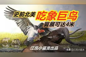 北美史前巨鸟，以猛犸尸体为食图片