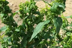 春季桃蚜难防治？学会这3招，教你轻松防治蚜虫图片