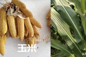 选择玉米品种的技巧是什么，两个玉米种子更高产图片