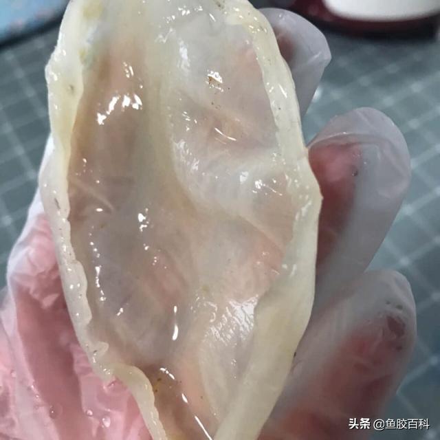 花胶放哪里保存 花胶放哪里保存最好 花胶放哪里保存 花胶放哪里保存最好