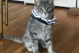 纽约猫咪领养记：花3个月才领回家的猫，教会我如何去爱图片