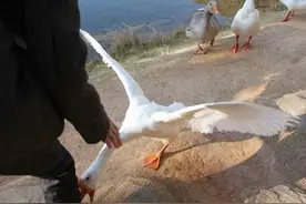 为何说蛇不敢靠近鹅，鹅粪真能杀蛇吗？鹅：我凶起来自己都害怕图片