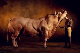 现实版“牛魔王”——世界上最大的牛排行图片