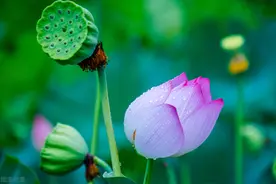 时光清浅处，一步一安然，愿你看尽人间繁华，仍笑靥如花图片