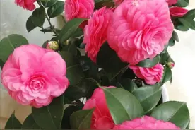 都说茶花难养，只要根据它的生长习性，做到这几点，你也能养好图片