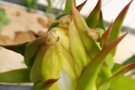 春天到了，雨水足，火龙果和百香果都开花了。图片