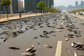 "鱼雨":上万条鱼从天而降，是水龙卷送上天的吗？真相没这么简单图片