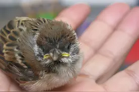 小时候养了只麻雀，靠喂食长大的幼鸟会飞了，却依然粘着我喂食图片