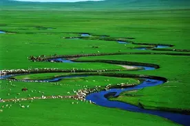 为什么草原没有树？图片