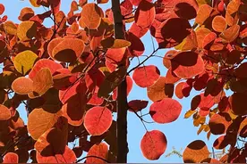 风水先生、占卜师的命运为何多有不好？真的因泄天机而遭遇天谴？图片