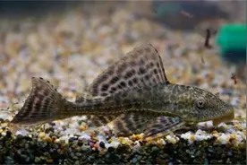 清道夫泛滥成灾，在国内水域肆意繁殖，然而被它们盯上就在劫难逃图片