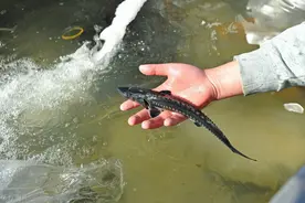 葛洲坝拦江截流40年，长江“鱼王”最大有多少斤？图片