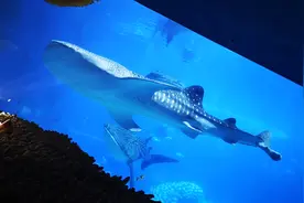 濒临海洋物种给世界带来多姿多彩的美景，记录游览海洋王国有感图片