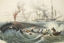 海底2万里——捕鲸大王尼德·兰的本领，刺穿鲸鱼的心脏图片