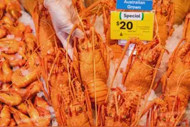 澳洲龙虾价格暴跌！或为6年来最低！便宜到吃不完！大家快买图片