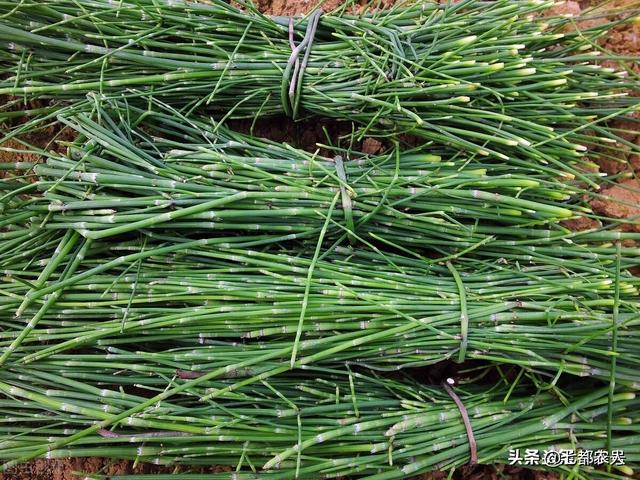 农村到处都是的“节节草”，没想到还有这么多的用途，了解一下吧