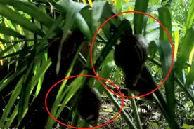 雨后出现大蜗牛 重要提醒：别碰别养别吃图片