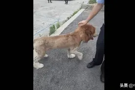 哭笑不得！市民将剃过毛的狗误认成狮子报警图片