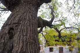 河南一小山村紧邻山西，地域很偏远，村民见生人有的热情有的警惕图片