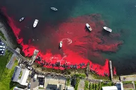 血染鲸鱼湾！丹麦捕杀175头领航鲸，整个世界都在哭泣图片